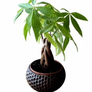 product title here 5.png